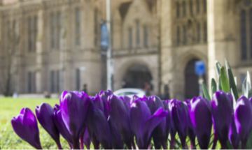Purple crocuses on campus
