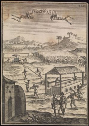 Credit: Sugar: a plantation of sugar cane in the Caribbean islands, with black workers and processing equipment in the foreground. Engraving, 1683, after S. Leclerc, ca 1671. 