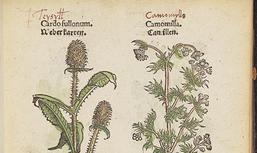 Herbarum Imagines Vivae : der kreuter lebliche Contrafaytung. (1196)