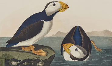 Painting of puffins