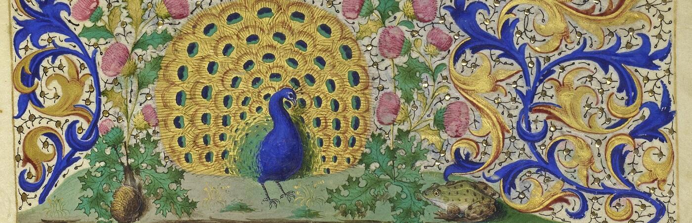 Detail from Latin MS 164 with peacock, toad and flower decorations