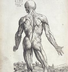 On the Fabric of the Human Body.
Andreas Vesalius, R51228