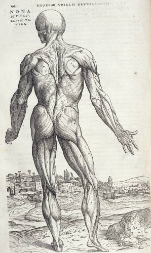 On the Fabric of the Human Body, Andreas Vesalius, R51228