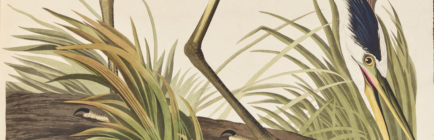 Heron: item from the Collections Gallery at Rylands