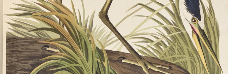 Heron: item from Collections Gallery