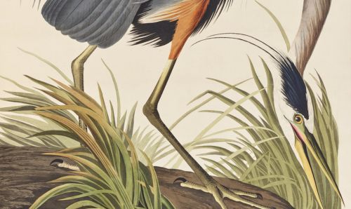 Heron from the Collections Gallery at Rylands