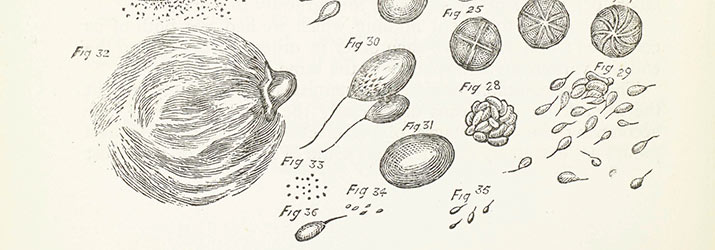 microscopic-forms