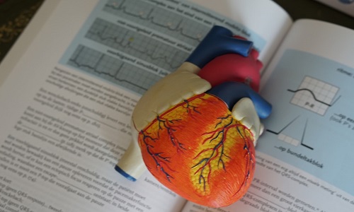 Model of a heart lying on an open book